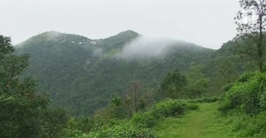 forest land forest land